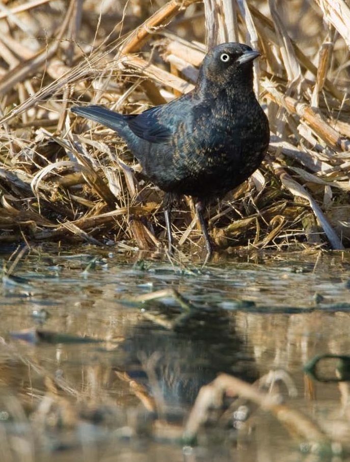 Rusty blackbird